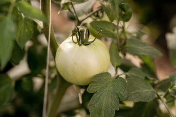 Tomatoes on green branch. Home grown tomato vegetables growing on vine in greenhouse. Autumn vegetable harvest on organic farm.