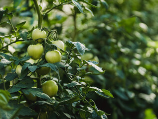 Tomatoes on green branch. Home grown tomato vegetables growing on vine in greenhouse. Autumn vegetable harvest on organic farm.