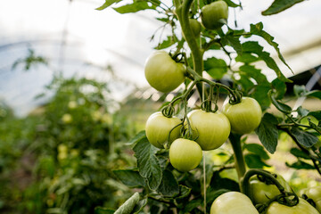 Tomatoes on green branch. Home grown tomato vegetables growing on vine in greenhouse. Autumn vegetable harvest on organic farm.