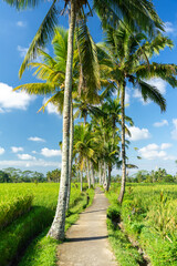 Pathway through rice fields in Bali, Indonesia. Bali is a famous tourist destination of Asia.