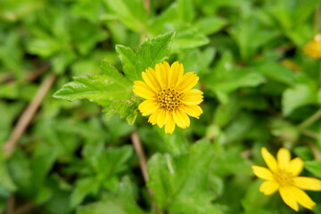 selective focus on a beautiful blooming yellow flower against a defocused background. soft focus