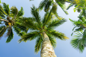 Coconut palm tree on blue sky background. Top view.