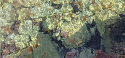 common jellyfish species found in Mallorca is the Pelagia noctiluca, also known as the mauve stinger jellyfish on the beach cala boquer hidden gem nestled along the rugged coastline near Pollenca. Acc