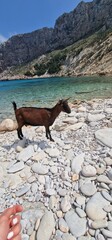 Fototapeta na wymiar goat on Cala Boquer hidden gem nestled along the rugged coastline near Pollenca. Accessible by a scenic hiking trail, this pristine beach offers a tranquil escape amidst nature's beauty. With its