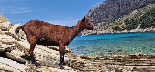 goat on Cala Boquer hidden gem nestled along the rugged coastline near Pollenca. Accessible by a scenic hiking trail, this pristine beach offers a tranquil escape amidst nature's beauty. With its