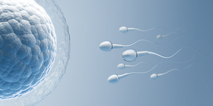Sperm directed towards the egg bubble, Natural fertilization.3d illustration