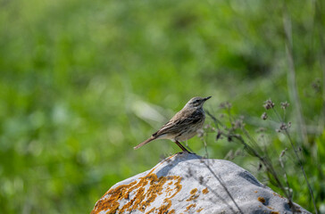 mountain pipit bird sits on a stone in a field on a green background