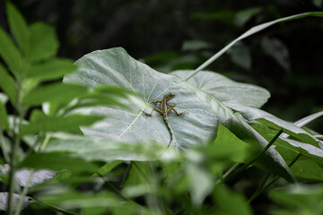 A green and yellow lizard waiting for insects in the jungle of Taiwan