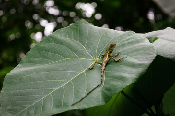 A Taiwan Japalure lizard resting on a large leaf