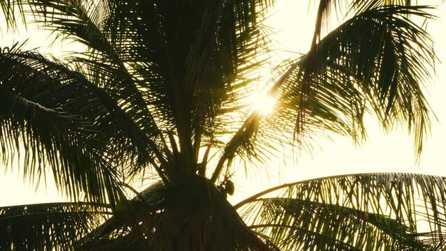 Beautiful tropical sunset with palm trees, colorful yellow sky, coconut palm tree leaves silhouette, golden sun glow reflection, summer holiday vacation