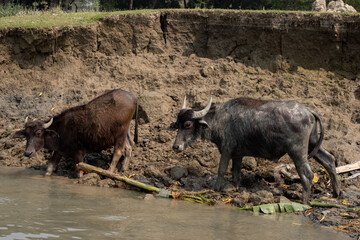 Buffalos drinking water on the riverbank. Southeast Asian woolly buffalos on the riverbank. Buffalos on the mud closeup shot. Rural area animal and wildlife photography from a water vessel.