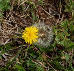 Dandelion flower and seed in green grass close