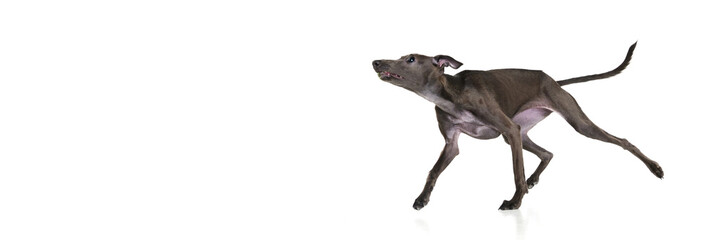 Fototapeta premium Banner with funny puppy, playful dog Italian greyhound is running over white background. Jumping in motion. Copy space for ad, text