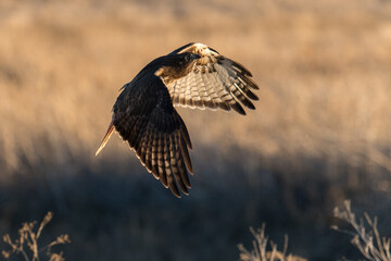 Red-tailed hawk flying in flight