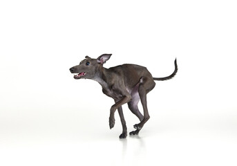 Portrait of cute joyful animal, Italian greyhound running with open mouth over white background. Pet looks healthy and happy. Dog racing in motion