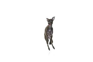 Portrait with one playful puppy, dog Italian greyhound running with open mouth isolated over white color studio background. Jump in motion