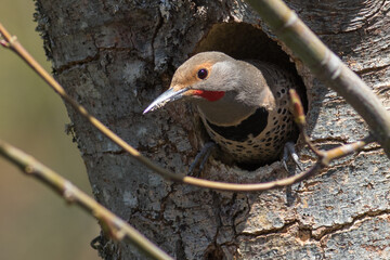 Red-shafted Flicker