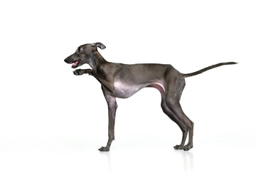 Happy puppy. Portrait with playful dog Italian greyhound posing and raising paw isolated over white studio background. Running in motion