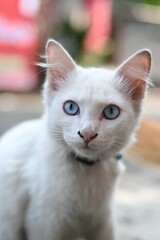 White cat with cute blue eyes