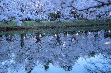 弘前公園の夜桜