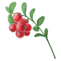 Wild red berries watercolor hand drawn botanical realistic illustration. Forest cranberry, cowberry branch isolated on white background. Great for printing on fabric, postcards, invitations, menus