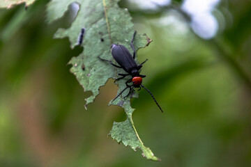 A black and red blister beetle feeding on a life in the jungle of Taiwan