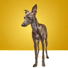 Portrait of cute animal, Italian greyhound breed with silk, brown fur posing over yellow color studio background. Dog after grooming