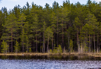 Obraz premium Lake and forest, picturesque landscape