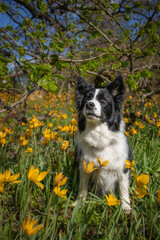 Vertical Portrait of Border Collie with Spring Flower. Black and White Dog Sits in Yellow Plants in the Park during Sunny Day.