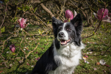Happy Border Collie Smiles in Park with Magnolia Tree. Spring Portrait of Cute Black and White Dog Outside.