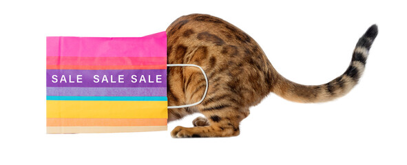 Cat in a colored paper bag with the inscription SALE isolated on a transparent background.