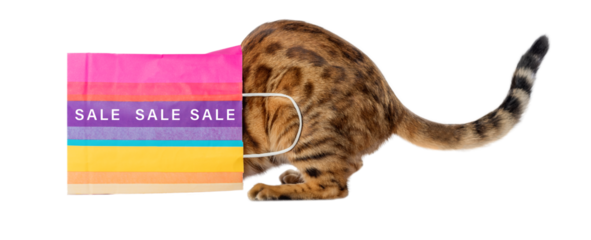 Cat in a colored paper bag with the inscription SALE isolated on a transparent background.