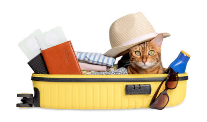 Funny cat in a suitcase with glasses, passports, tickets and clothes.