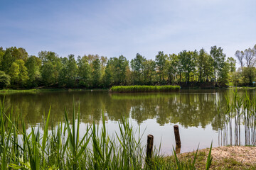 Small lake Rzesa located in Bazantarnia Park in Siemianowice, Silesia, Poland. Natural coastline covered with grass and reeds. Tranquil water surface with reflecting plants during the springtime.
