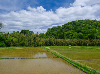 Fototapeta na wymiar Idyllic countryside rice field scenery