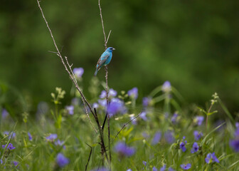 Colorful indigo bunting
