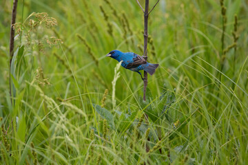 Colorful indigo bunting