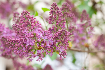 Obraz premium lilac flowers on a tree