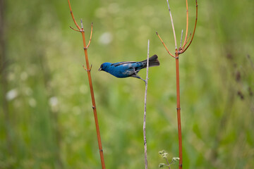 Colorful indigo bunting leaping from perch