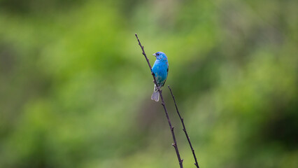 Colorful indigo bunting