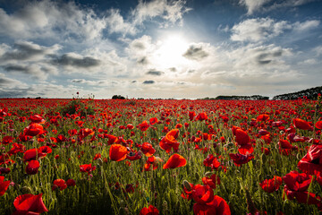 Amazing beautiful multitude of poppies growing in a field of wheat at sunset - Champ de coquelicots