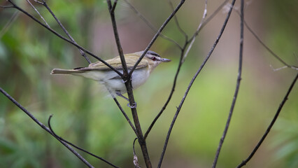 red-eyed vireo