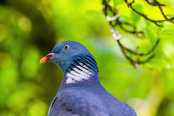 Fototapeta premium Pigeon perched on branch of tree in park, close-up portrait