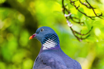 Pigeon perched on branch of tree in park, close-up portrait