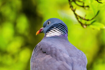 Pigeon perched on branch of tree in park, close-up portrait