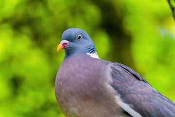 Fototapeta premium Pigeon perched on branch of tree in park, close-up portrait