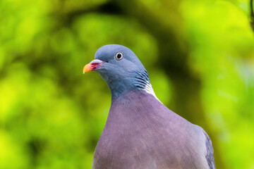 Pigeon perched on branch of tree in park, close-up portrait