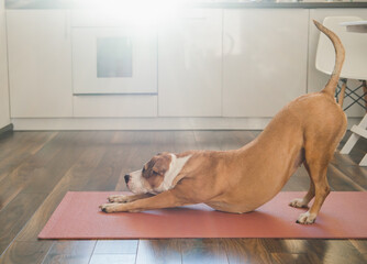 Fototapeta na wymiar Cute dog doing anahatasana stretching yoga pose in the studio kitchen. Asana, body stretching and exercising at home with pets concept, extended puppy or downward-facing dog yoga pose