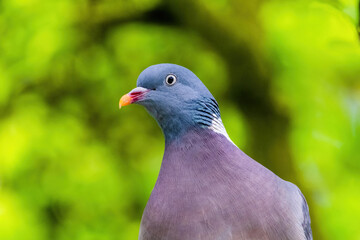 Fototapeta premium Pigeon perched on branch of tree in park, close-up portrait