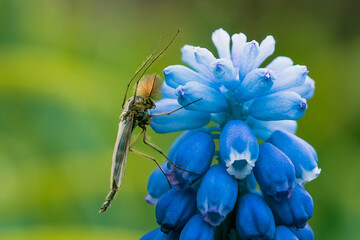 Lake fly on the flower of grape hyacinth